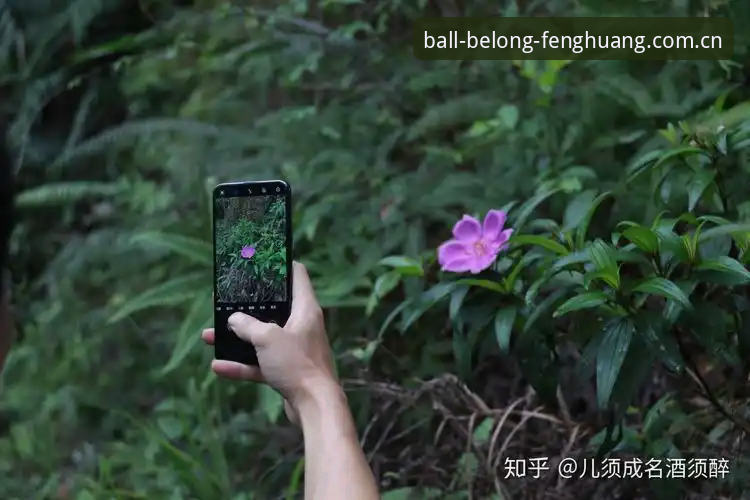 凤凰FC APP下载 vs 网页版：重度用户四个月的真实选择对比